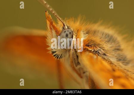 Primo piano facciale di Estrema sulla testa del frittillario di Knapweed con gli occhi blu del Mediterraneo, Melitaea phoebe su uno sfondo sfocato Foto Stock