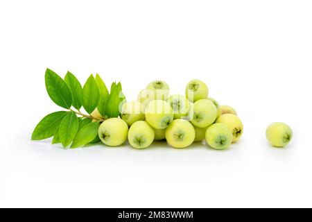 Frutti freschi comuni di mirto ( Myrtus communis ) su sfondo bianco isolato Foto Stock