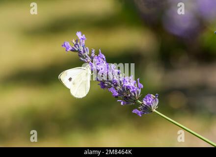 Farfalla di cavolo grande su un fiore di lavanda. Primo piano di insetto. Pieris brassicae. Foto Stock
