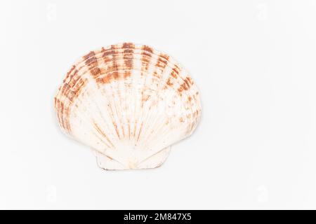 Vista dall'alto del guscio capesante isolato su bianco. Foto di alta qualità Foto Stock