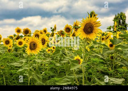 Campo di girasoli in fiore in una nuvolosa giornata estiva. Foto Stock