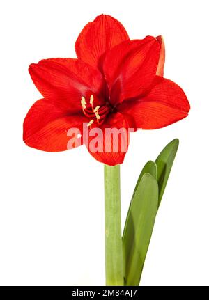 Hippeastrum "cuore rosso", Amaryllis (Hippeastrum x hortorum) Foto Stock