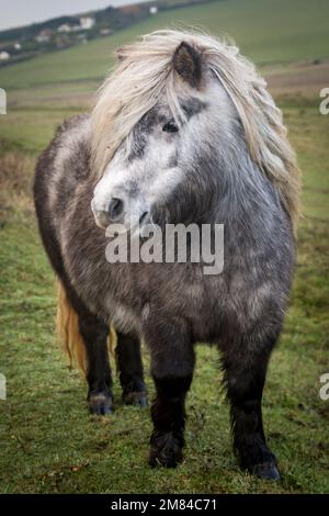 Un pony selvaggio nella campagna del Sussex Foto Stock