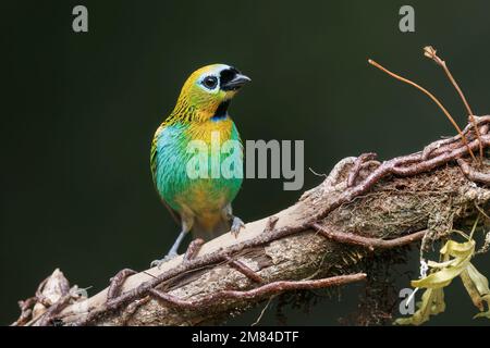 Tanager brassy-breasted, Sitio Macuquinho, Salesopolis, SP, Brasile, Agosto 2022 Foto Stock