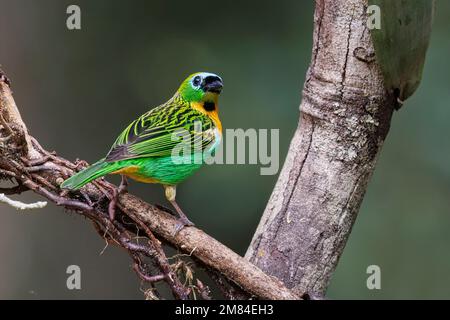 Tanager brassy-breasted, Sitio Macuquinho, Salesopolis, SP, Brasile, Agosto 2022 Foto Stock