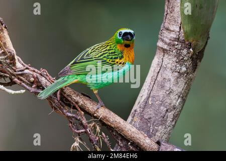 Tanager brassy-breasted, Sitio Macuquinho, Salesopolis, SP, Brasile, Agosto 2022 Foto Stock