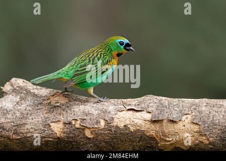 Tanager brassy-breasted, Sitio Macuquinho, Salesopolis, SP, Brasile, Agosto 2022 Foto Stock