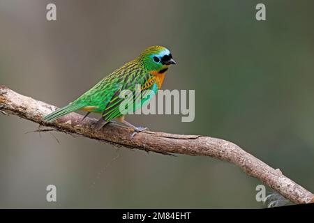 Tanager brassy-breasted, Sitio Macuquinho, Salesopolis, SP, Brasile, Agosto 2022 Foto Stock