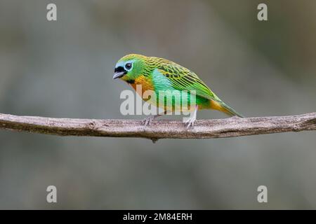 Tanager brassy-breasted, Sitio Macuquinho, Salesopolis, SP, Brasile, Agosto 2022 Foto Stock