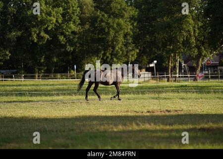 Un cavallo bruno pascola in un campo vicino alla stalla Foto Stock