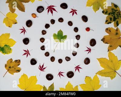Una vista dall'alto di una decorazione autunnale artistica e fantasiosa con castagne e foglie autunnali. Foto Stock