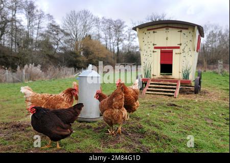 Polli a gamma libera con una casa gallina in stile caravan zingaro. Foto Stock