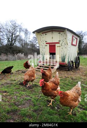 Polli a gamma libera con una casa gallina in stile caravan zingaro. Foto Stock