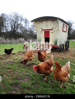 Polli a gamma libera con una casa gallina in stile caravan zingaro. Foto Stock