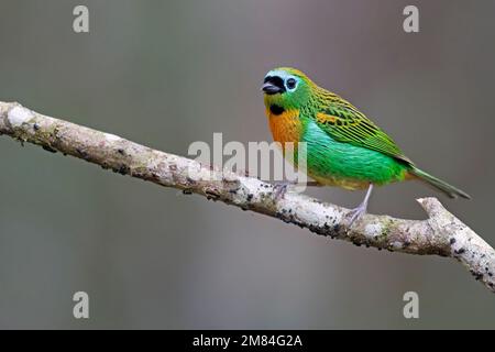 Tanager brassy-breasted, Sitio Macuquinho, Salesopolis, SP, Brasile, Agosto 2022 Foto Stock