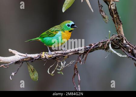 Tanager brassy-breasted, Sitio Macuquinho, Salesopolis, SP, Brasile, Agosto 2022 Foto Stock