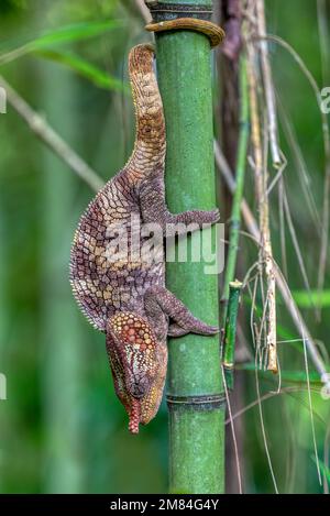 Maschio di camaleonte a corna corta (Calumma brevicorne), animale endemico arrampicata su bambù, Parco Nazionale Andasibe-Mantadia, animale fauna selvatica del Madagascar Foto Stock