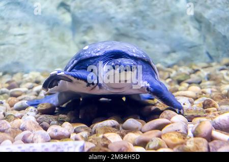 La tartaruga del Grande Mare striscia sulle rocce sul fondo dello stagno in acqua limpida. Foto Stock