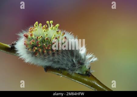 Salice fiorito. Bella catkin di salice di foglie di tè (Salix phylicifolia). Primi segni di primavera in Finlandia. Foto Stock