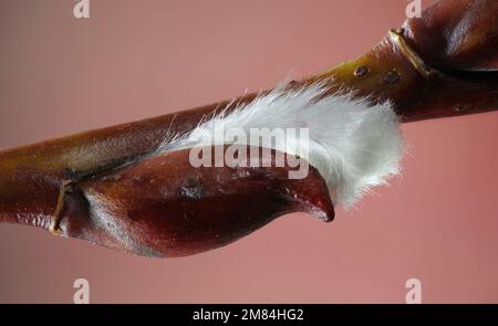 Salice fiorito. Bella catkin di salice di foglie di tè (Salix phylicifolia). Primi segni di primavera in Finlandia. Foto Stock
