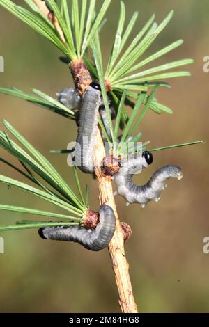 Il larice sawfly larve (Pristiphora erichsonii) alimentazione degli aghi del larice Foto Stock