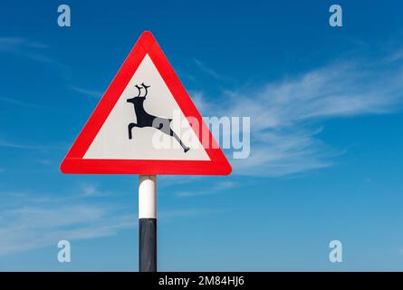 Cartello stradale per l'attraversamento dei cervi, Oman Foto Stock