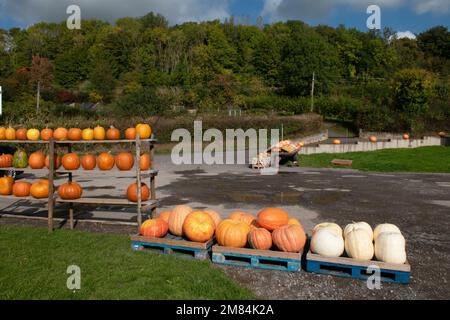 Pumkins in una stalla su strada, Draycott, Somerset, Inghilterra Foto Stock