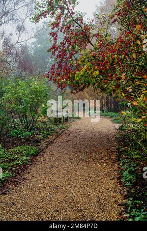 RHS, hyde Hall Royal Horticultural Society Gardens. Arbusto rosa bordo su una mattina di autunno nebbia. Foto Stock