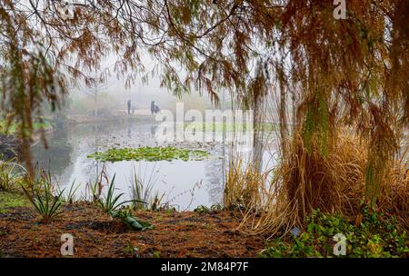 RHS Hyde Hall. Lo stagno superiore su una mattina di autunno nebbia. Foto Stock