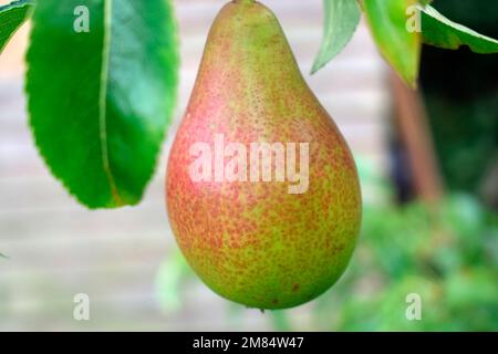 Pera frutta, Louise Bonne di Jersey Foto Stock