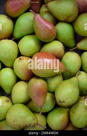 Pera frutta, Louise Bonne di Jersey Foto Stock