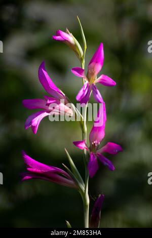 Gladiolus italicus fiore Foto Stock