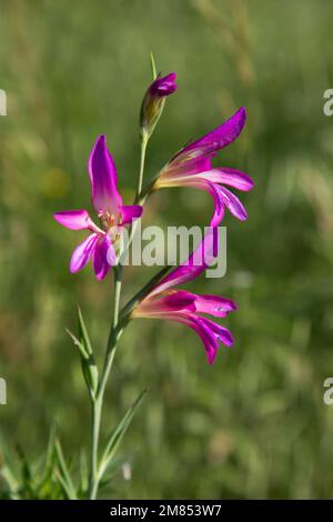 Gladiolus italicus fiore Foto Stock