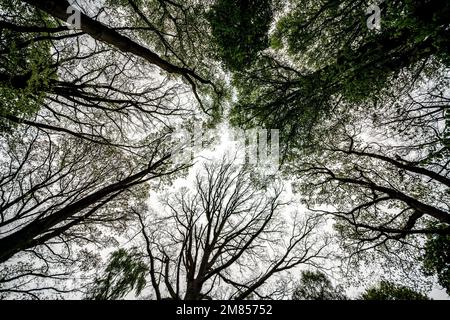 Grandangolo guardando dritto verso un antico baldacchino di boschi decidui inglesi in primavera. Foto Stock