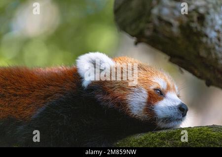 Panda rosso (Ailurus fulgens). Il panda rosso si trova nelle foreste montane in Cina, India nord-orientale e Nepal. Raggiunge una lunghezza di circa 1 m. Foto Stock