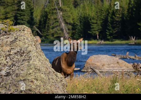 Una mucca di alce che si erge sul fiume Madison nel Parco Nazionale di Yellowstone in una giornata di sole Foto Stock