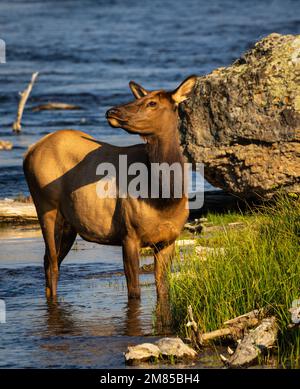 Una mucca di alce che si erge sul fiume Madison nel Parco Nazionale di Yellowstone in una giornata di sole Foto Stock