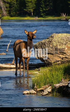 Una mucca di alce che si erge sul fiume Madison nel Parco Nazionale di Yellowstone in una giornata di sole Foto Stock