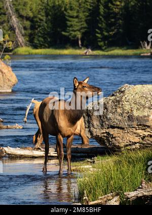 Una mucca di alce che si erge sul fiume Madison nel Parco Nazionale di Yellowstone in una giornata di sole Foto Stock