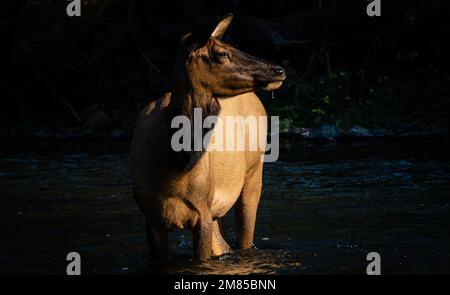 Una mucca di alce che si erge sul fiume Madison nel Parco Nazionale di Yellowstone in una giornata di sole Foto Stock