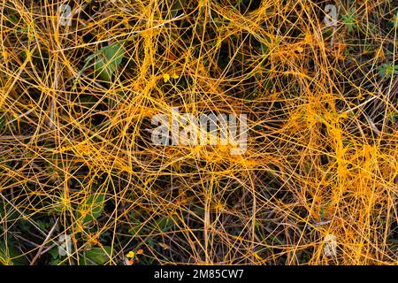 Pianta, Cuscuta campestris Yunck Foto Stock