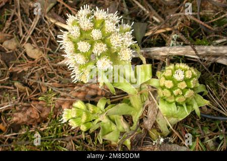 Impianto di albus Petasites Foto Stock