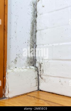 Muffa di condensazione in un angolo della parete vicino al telaio della finestra. Foto Stock