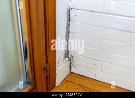 Muffa di condensazione in un angolo della parete vicino al telaio della finestra. Foto Stock
