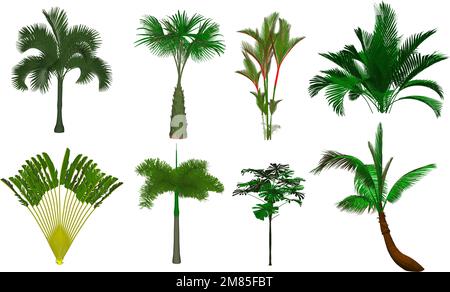 Raccolta di alberi, alberi isolati su sfondo bianco. Illustrazione Vettoriale
