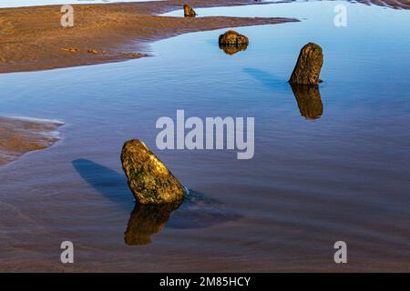 Resti di vecchi pali di legno, coperti in alghe marine in una piccola piscina d'acqua a bassa marea sulla spiaggia di Northam Foto Stock