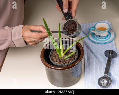 Female hands pour coffee grounds into the pot of an aloe vera plant to fertilize it Foto Stock