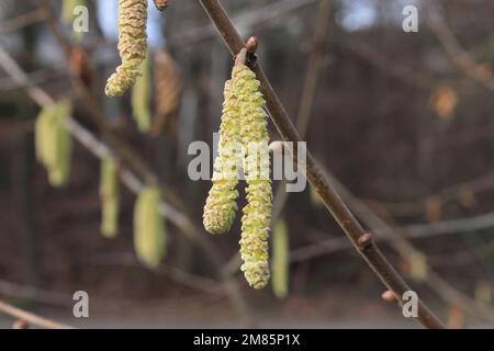 Macrofo di piccoli boccioli e fiori rosa e magenta in cima ai rami accanto ai gatti gialli della nocciola in sole luminoso Foto Stock