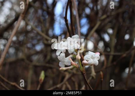 Fiori del viburnum di Burkwood, pianta di fioritura ibrida nella famiglia Foto Stock