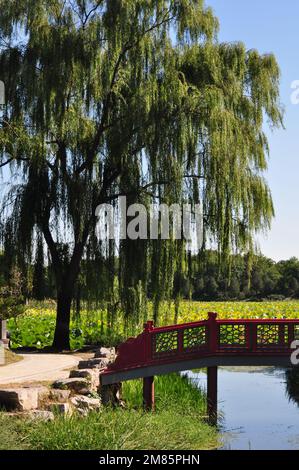 Passeggiata estiva al parco Yuan Ming Yuan, al vecchio Palazzo d'Estate, Pechino, Cina Foto Stock